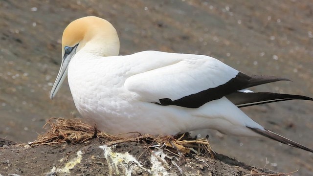 Australasian Gannet - ML621557762