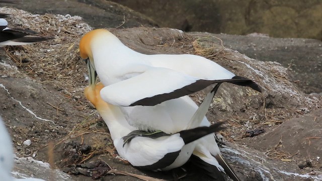 Australasian Gannet - ML621557763