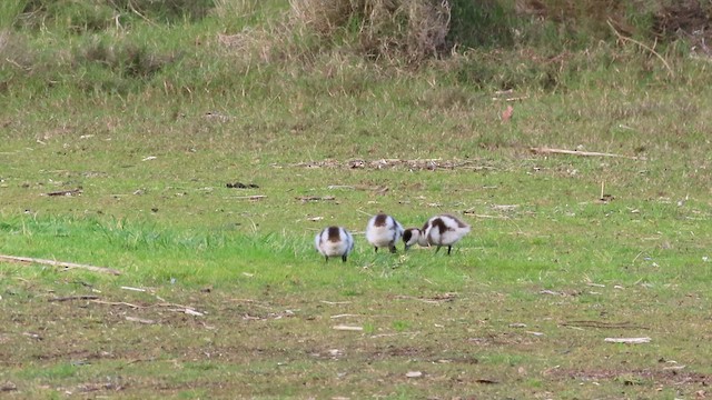 Paradise Shelduck - ML621557785