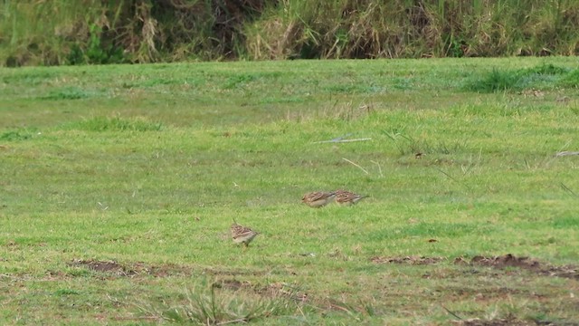 Eurasian Skylark - ML621557786