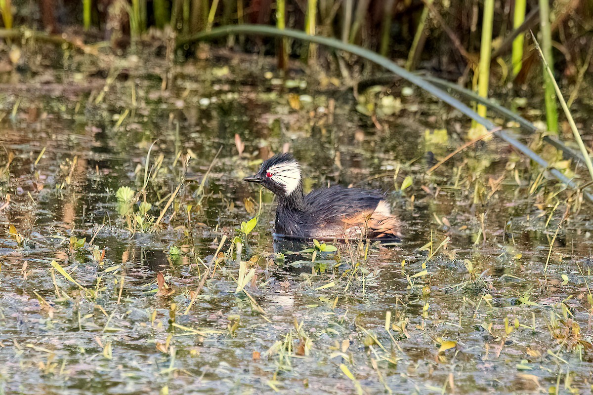 Zampullín Pimpollo - ML621557799