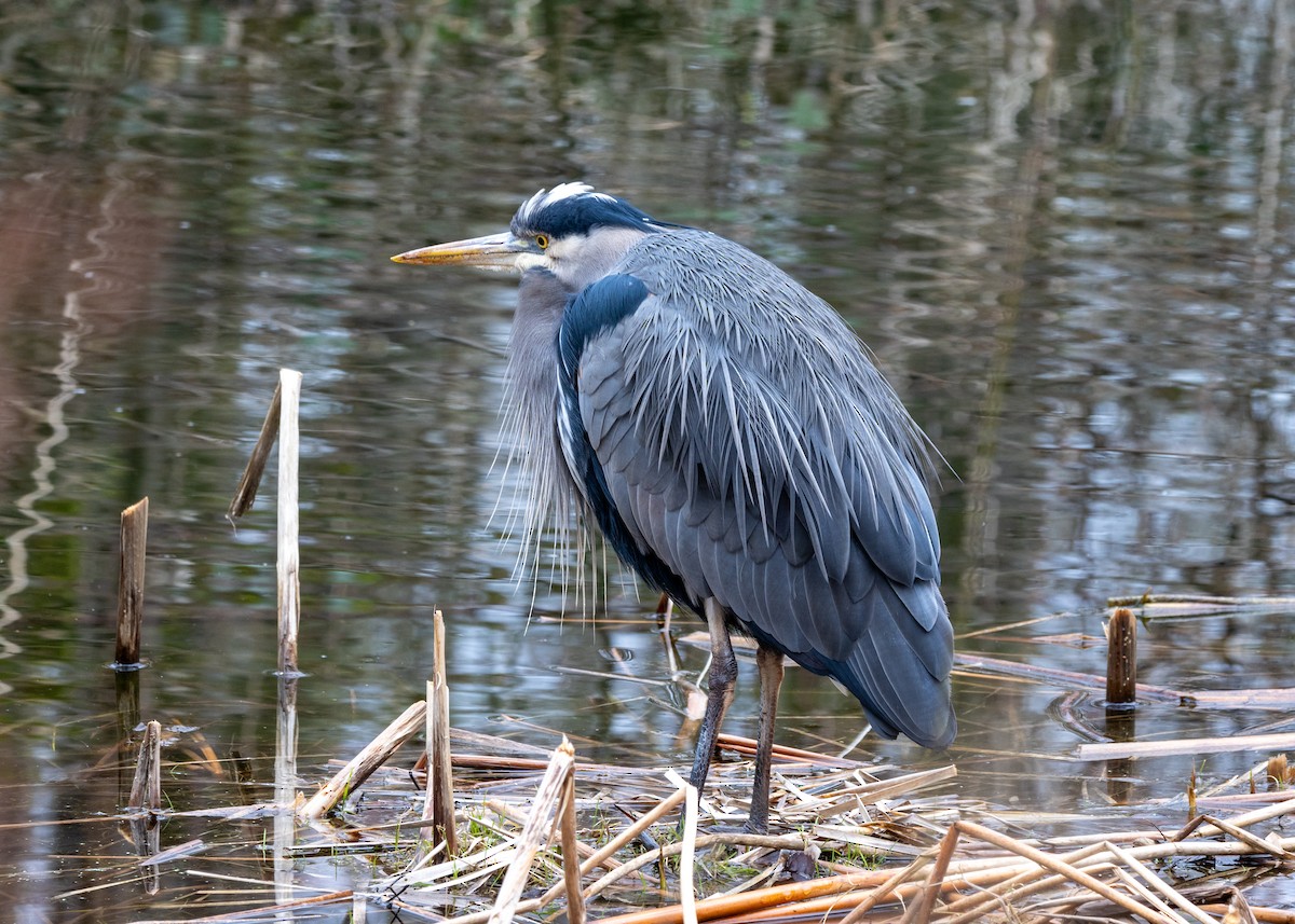 Great Blue Heron (Great Blue) - ML621557874