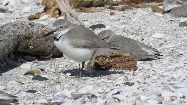 Wrybill - ML621557999