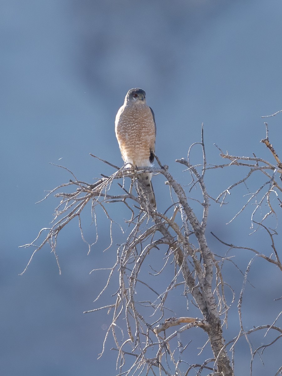 Cooper's Hawk - Debbie Tubridy