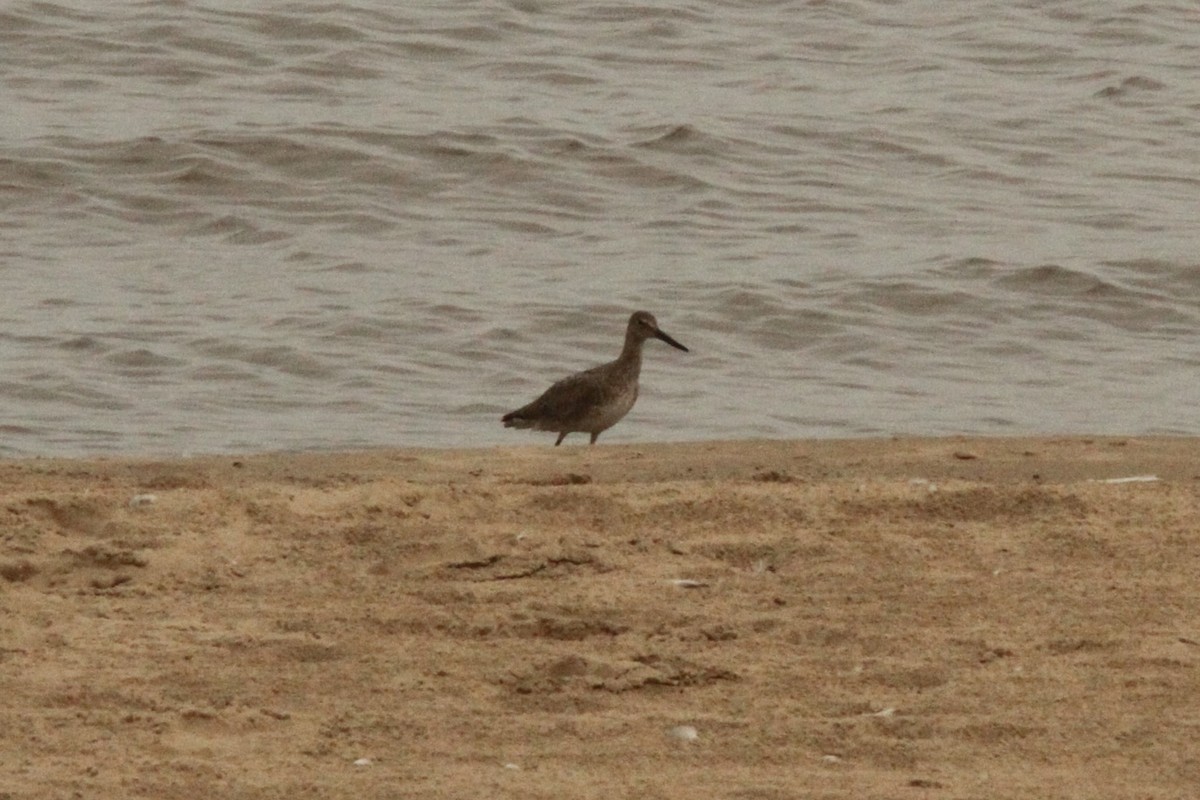 Willet - ML621558160