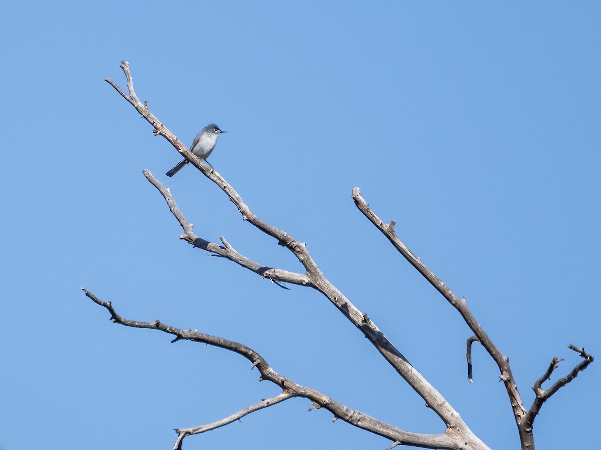 Blue-gray Gnatcatcher - ML621558192