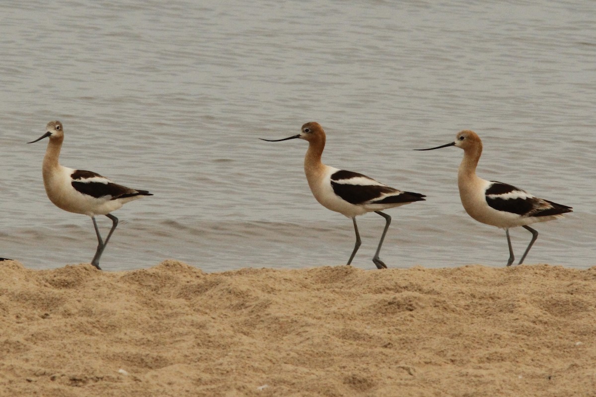 American Avocet - ML621558252