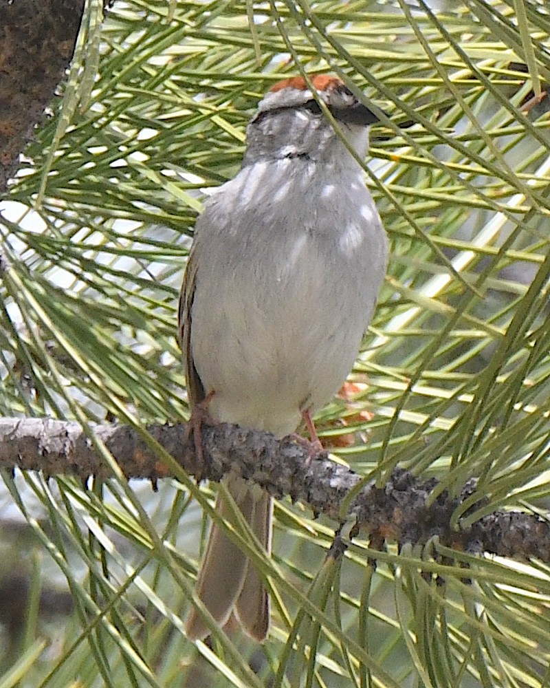 Chipping Sparrow - ML621558284