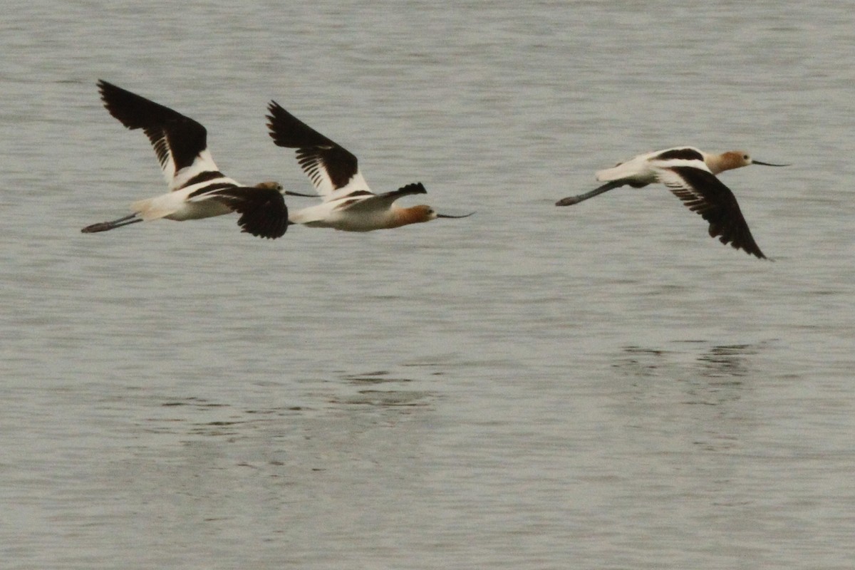 American Avocet - Josh Duis