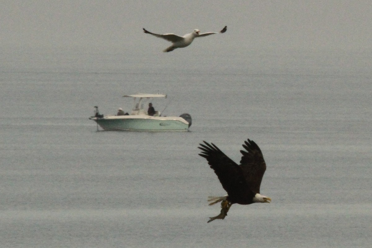 Bald Eagle - ML621558385