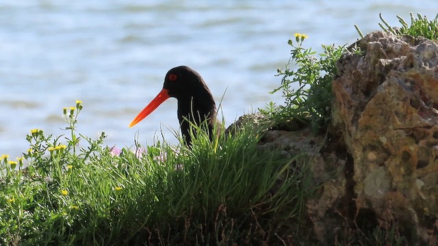 Neuseeland-Austernfischer - ML621558400