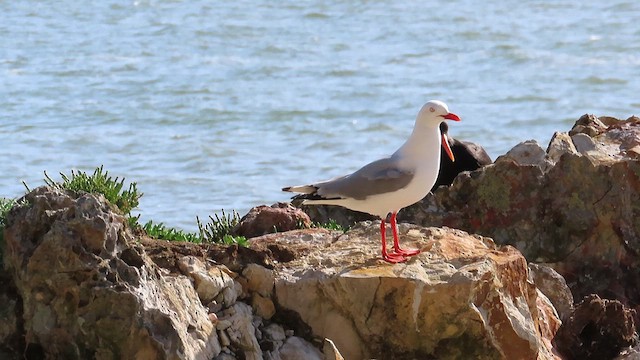 Variable Oystercatcher - ML621558401