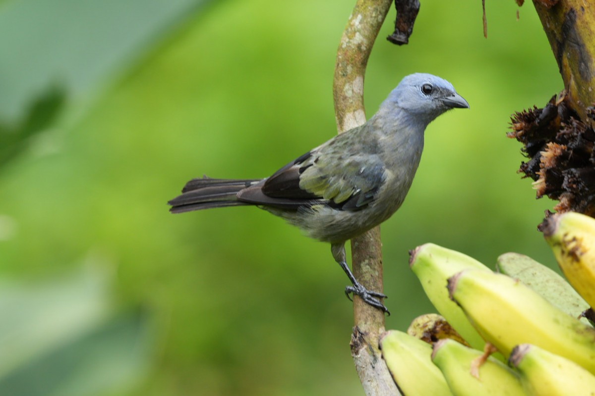 Yellow-winged Tanager - ML621558432