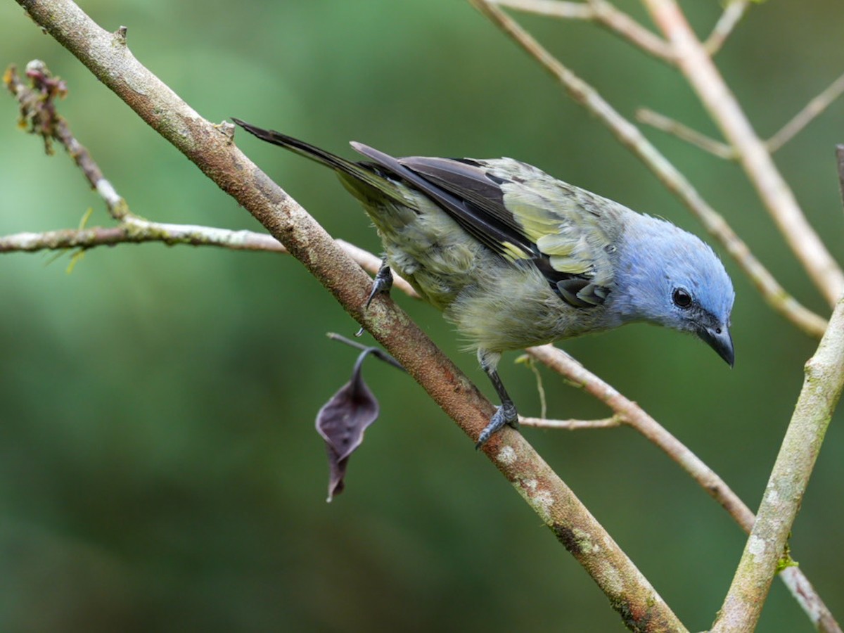 Yellow-winged Tanager - ML621558433