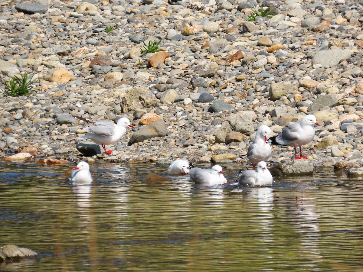 Silver Gull - ML621558434
