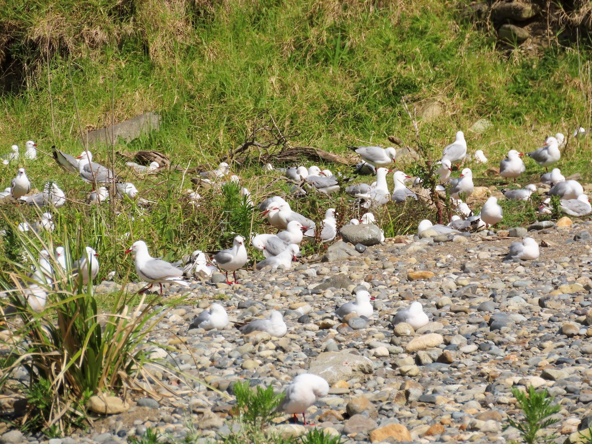 Silver Gull - ML621558435