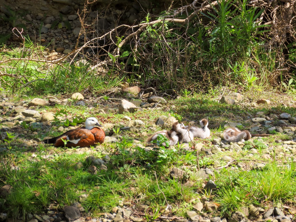 Paradise Shelduck - ML621558438