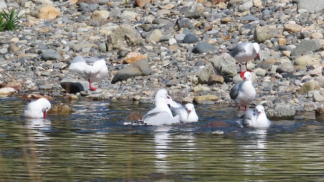 Silver Gull - ML621558440