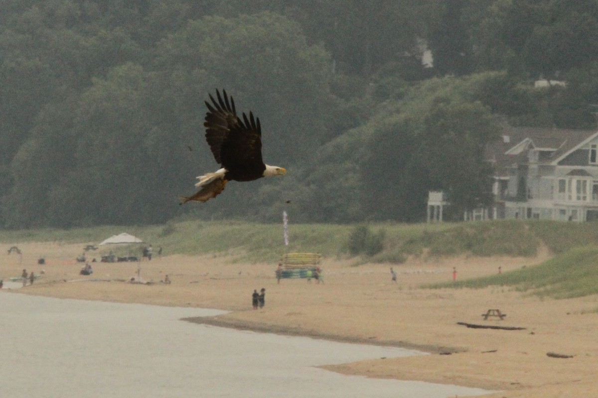 Bald Eagle - ML621558441