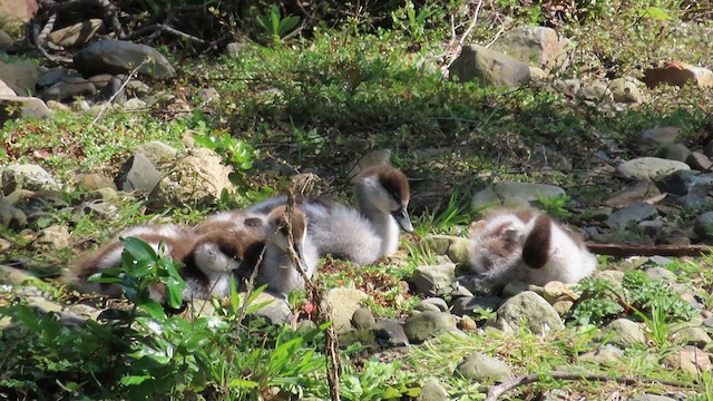 Paradise Shelduck - ML621558447