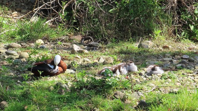 Paradise Shelduck - ML621558449