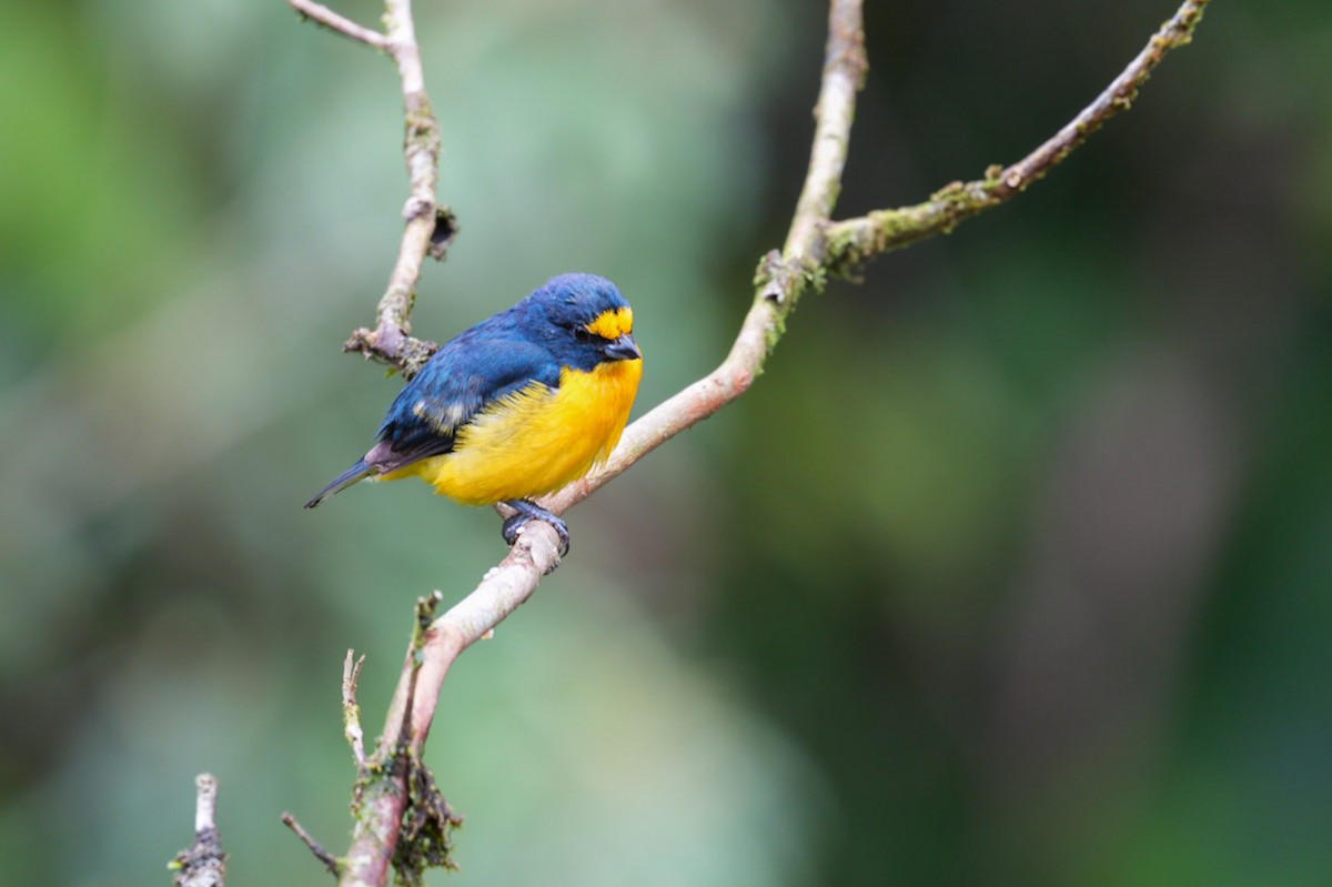 Yellow-throated Euphonia - ML621558464