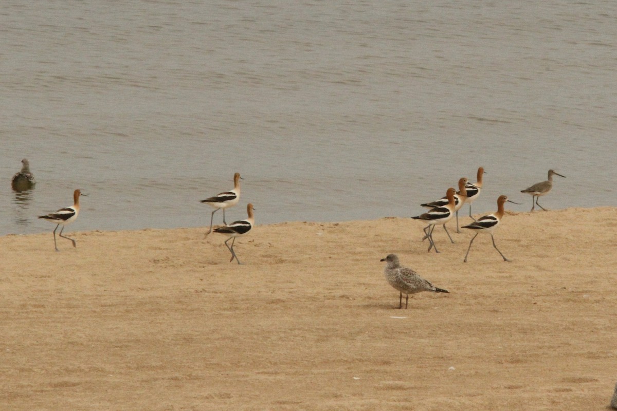 American Avocet - Josh Duis