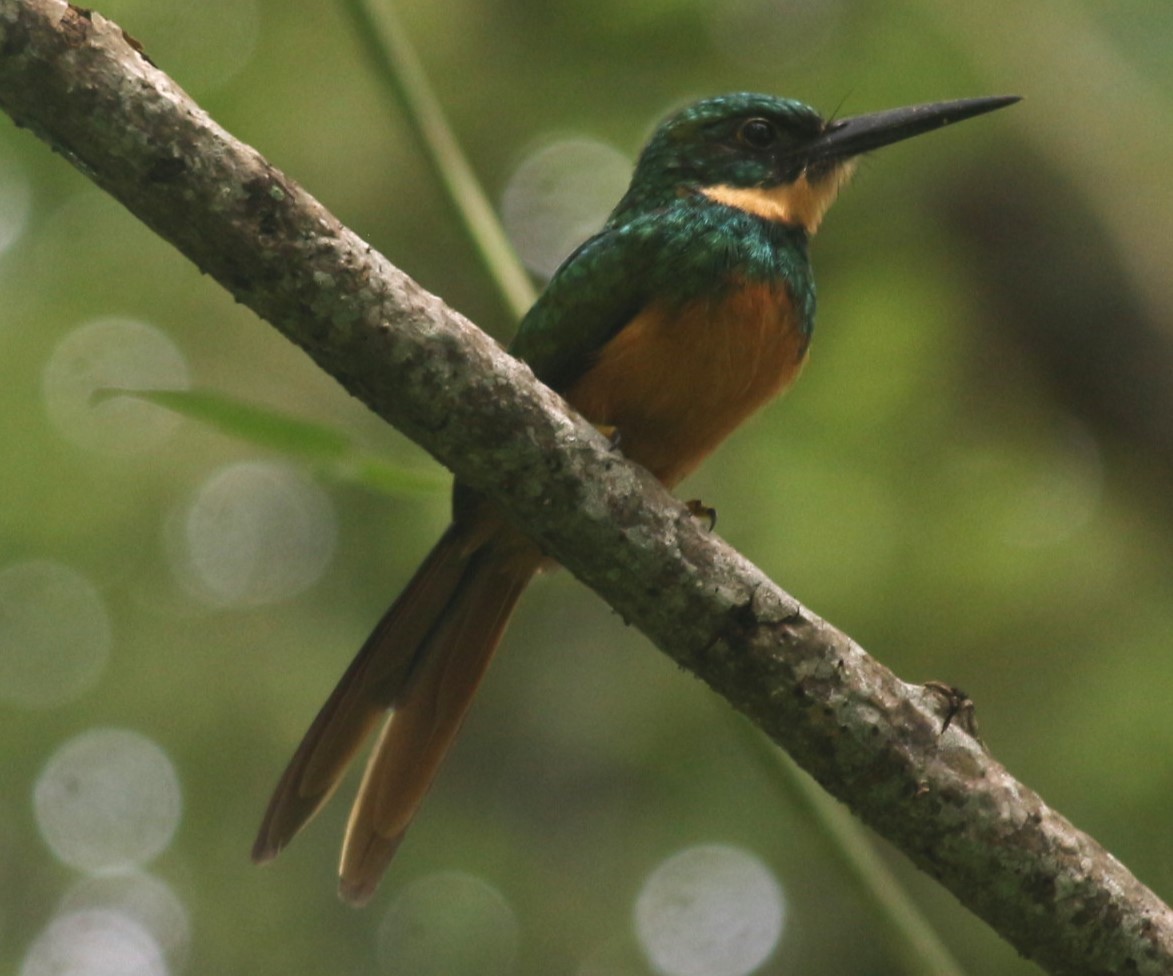 Rufous-tailed Jacamar - ML621558504