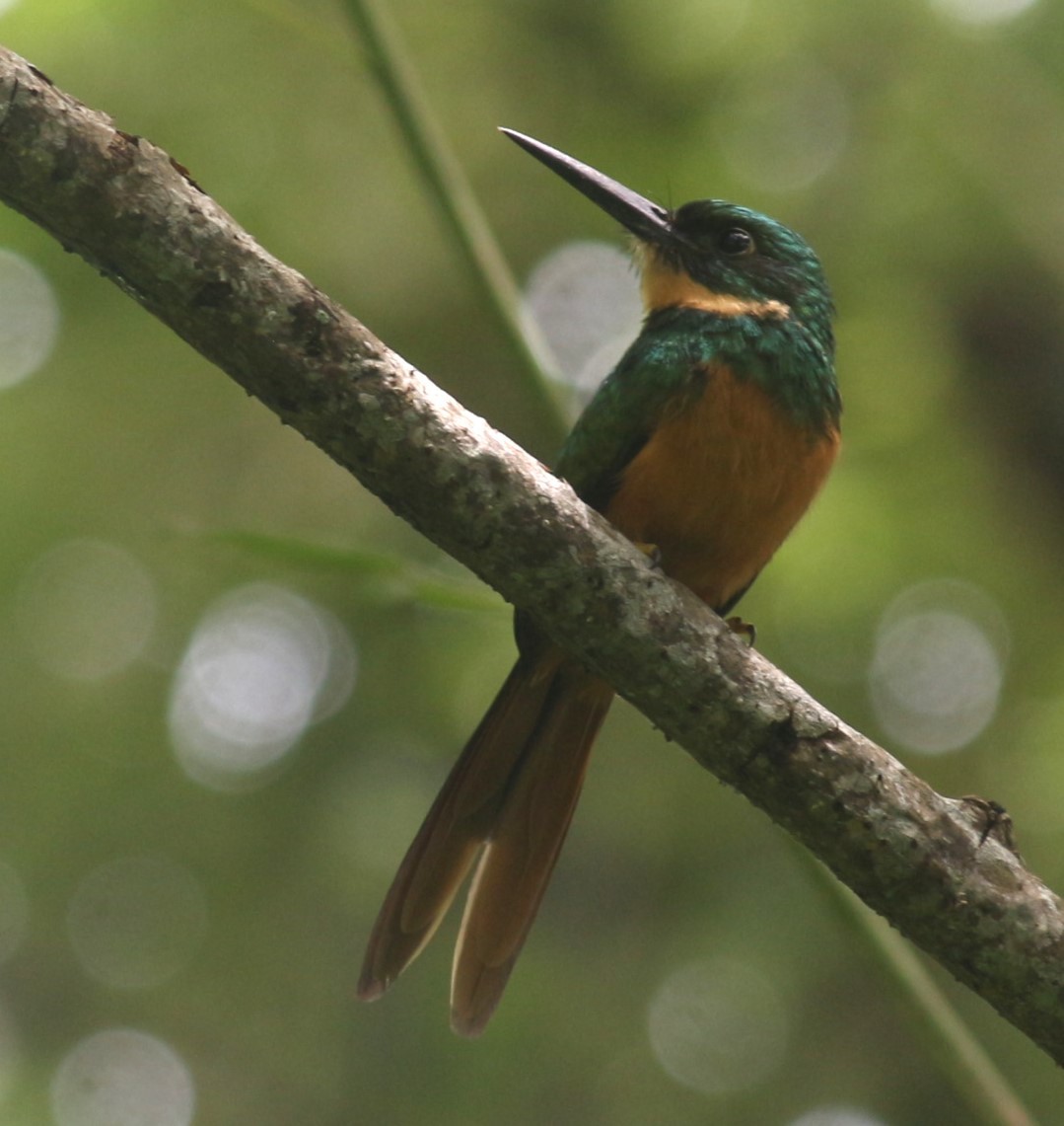 Rufous-tailed Jacamar - ML621558536