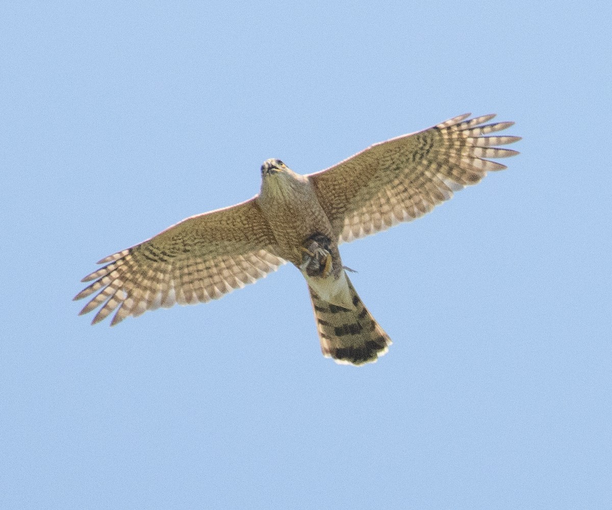 Cooper's Hawk - Colin Clasen