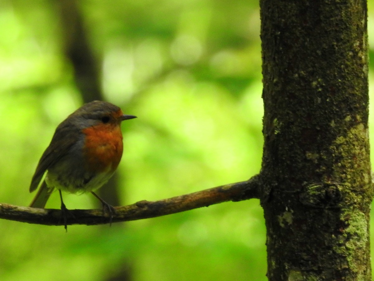 European Robin - ML621558577