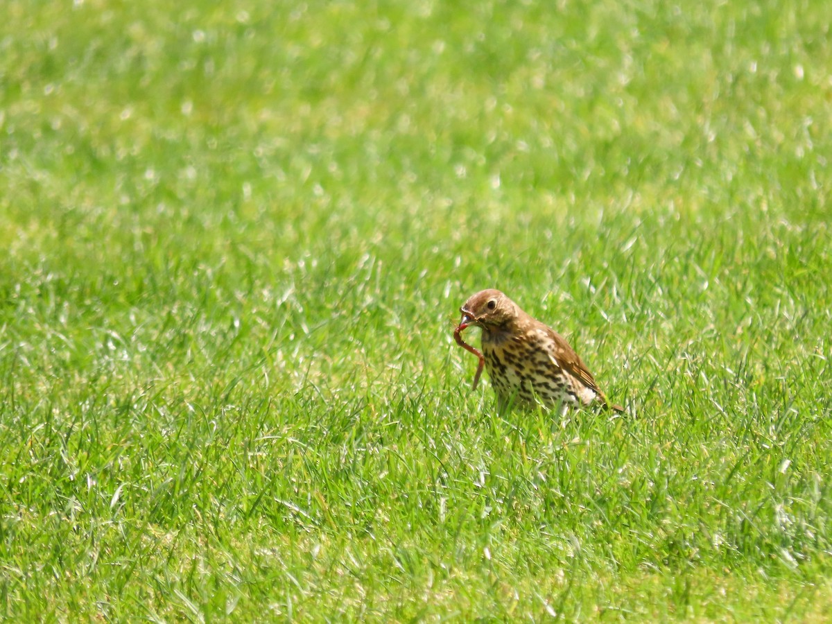 Song Thrush - ML621558597