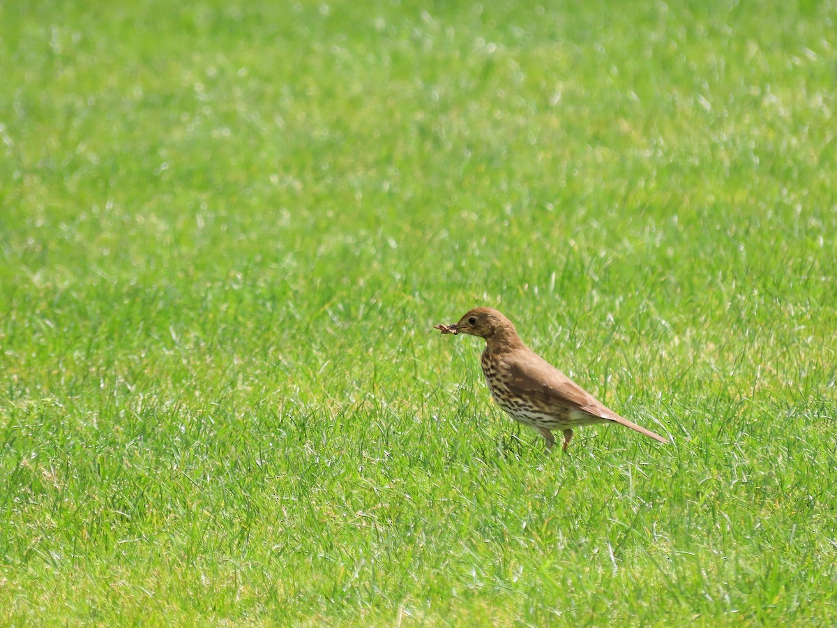 Song Thrush - ML621558598