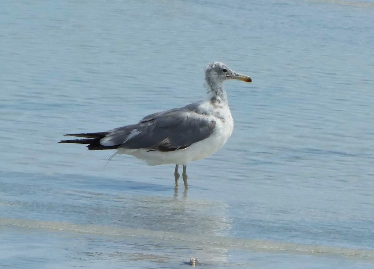 Ebird Checklist Jul Fort De Soto Park Species