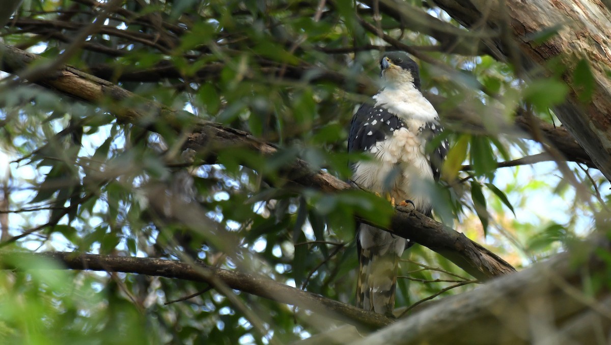 Black Goshawk - Miguel Aguilar @birdnomad