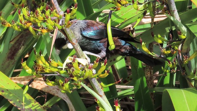 Mielero Tui - ML621558630