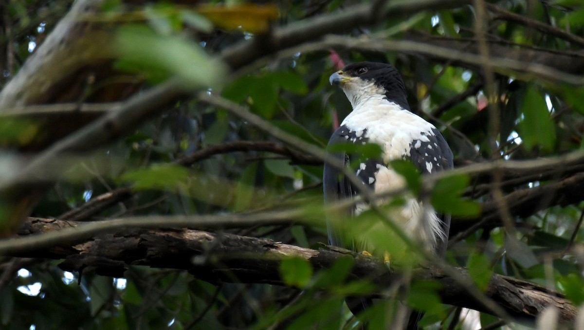 Black Goshawk - ML621558669