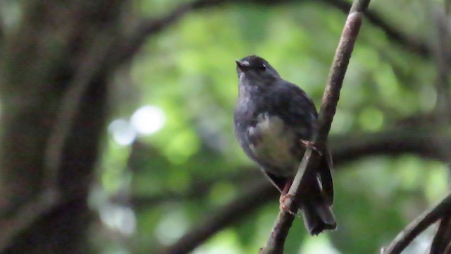 North Island Robin - ML621558719