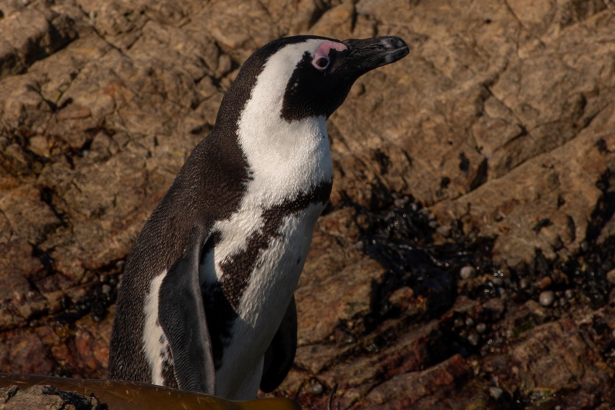 Pingüino de El Cabo - ML621558723