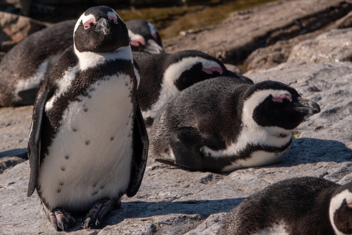 African Penguin - ML621558725