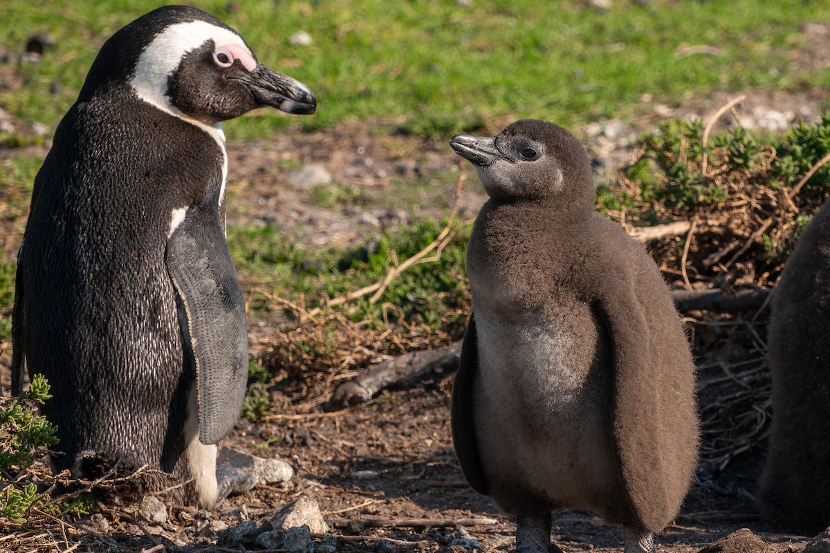 Pingüino de El Cabo - ML621558726