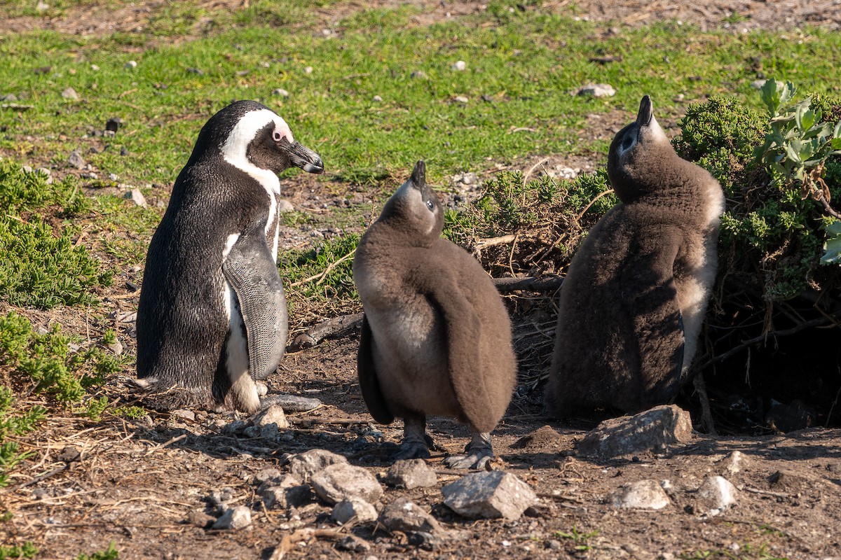 Pingüino de El Cabo - ML621558727