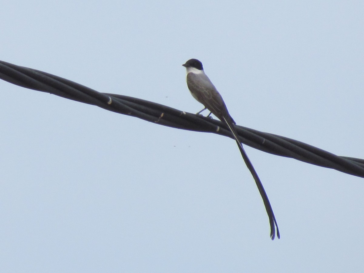 Fork-tailed Flycatcher - cynthia arenas