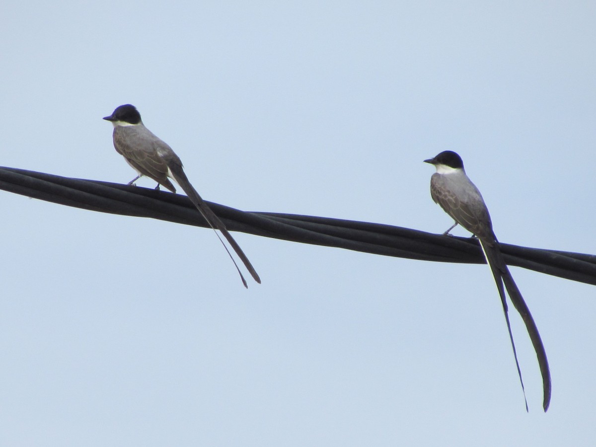 Fork-tailed Flycatcher - cynthia arenas