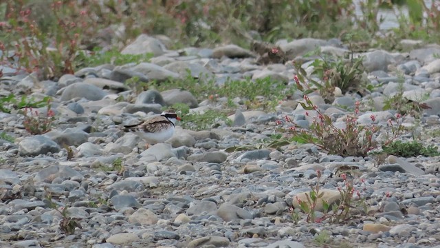 Black-fronted Dotterel - ML621558856