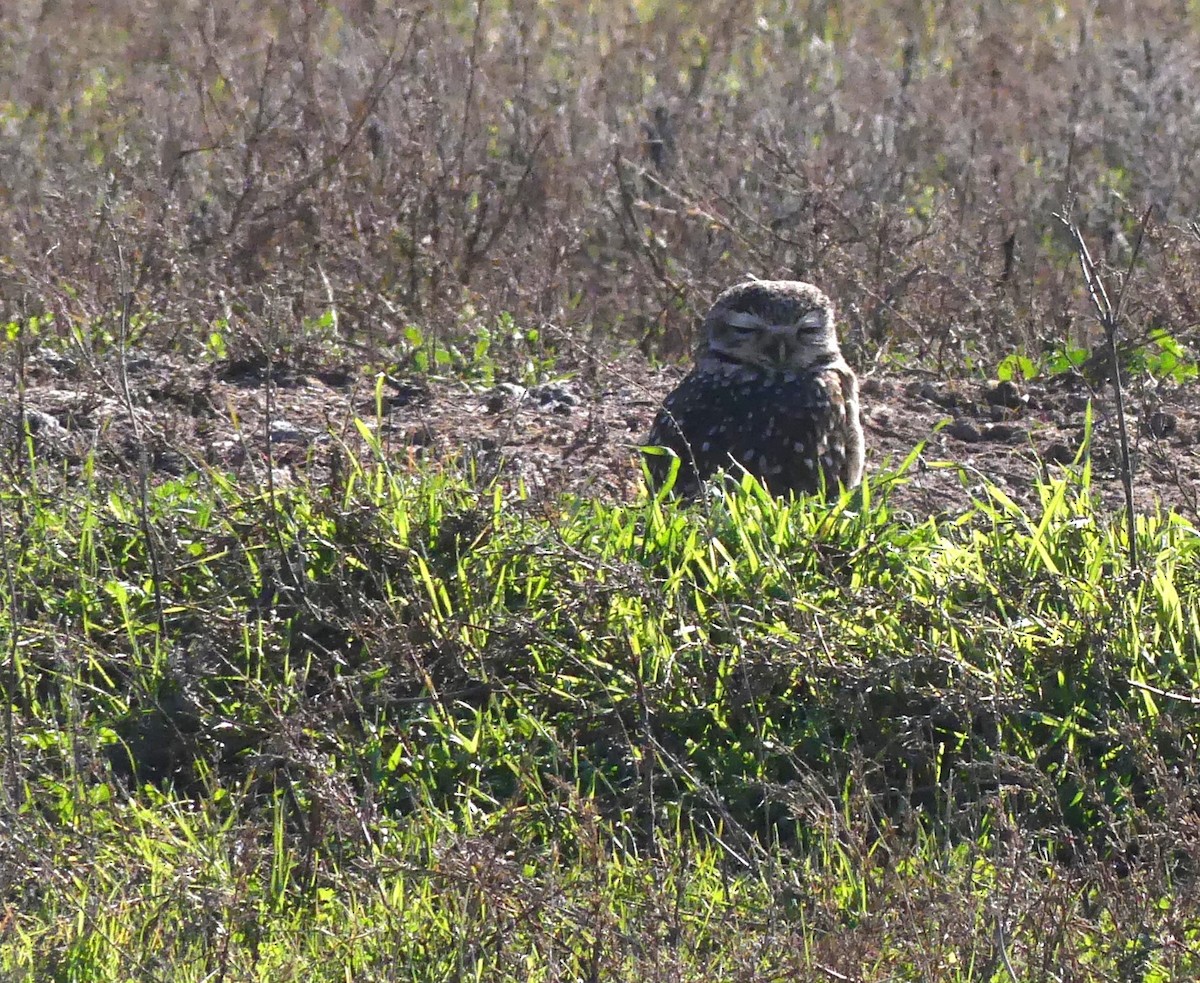 Burrowing Owl - ML621558862