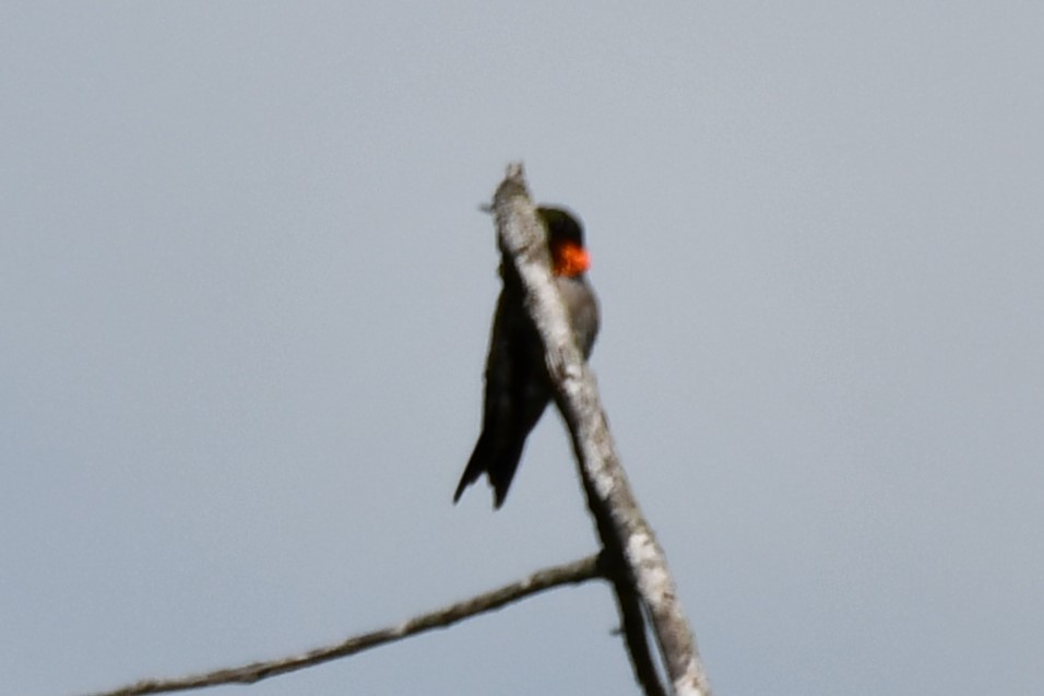 Ruby-throated Hummingbird - ML621558928