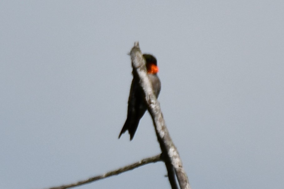 Ruby-throated Hummingbird - ML621558929