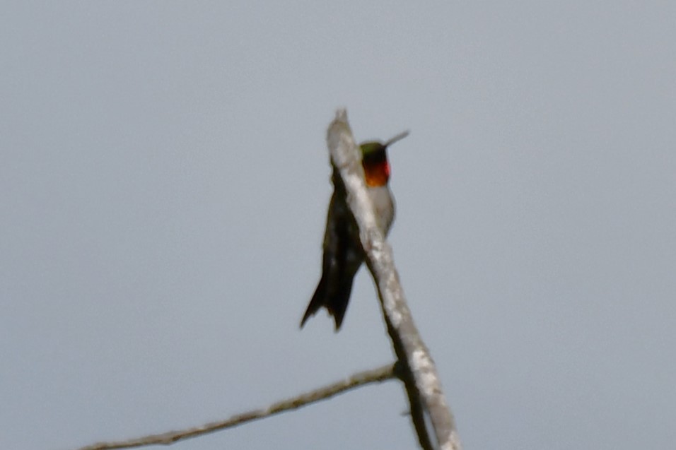 Ruby-throated Hummingbird - ML621558930