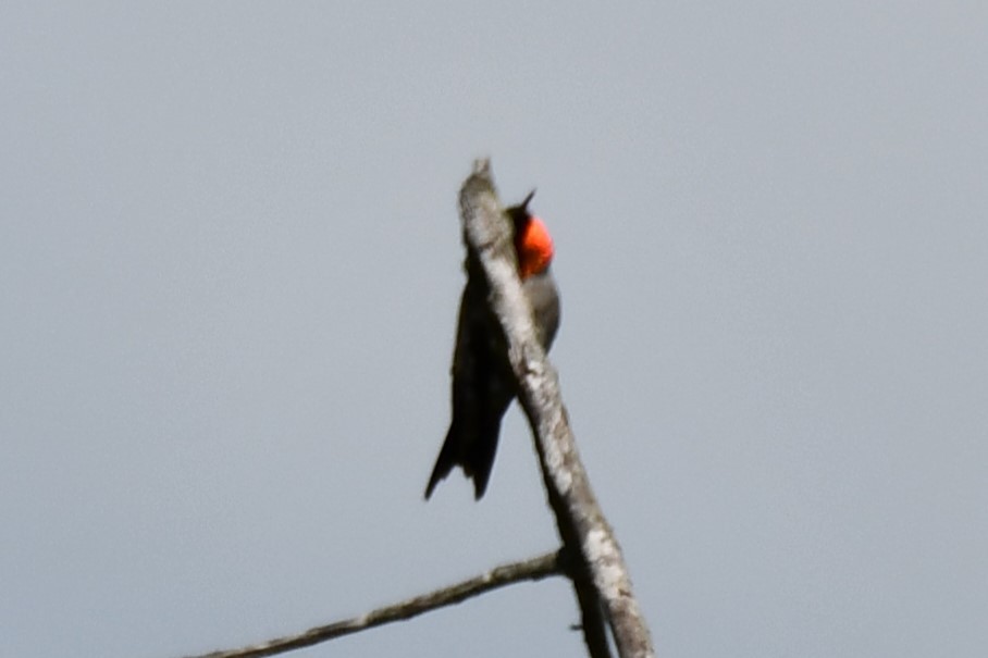 Ruby-throated Hummingbird - ML621558934